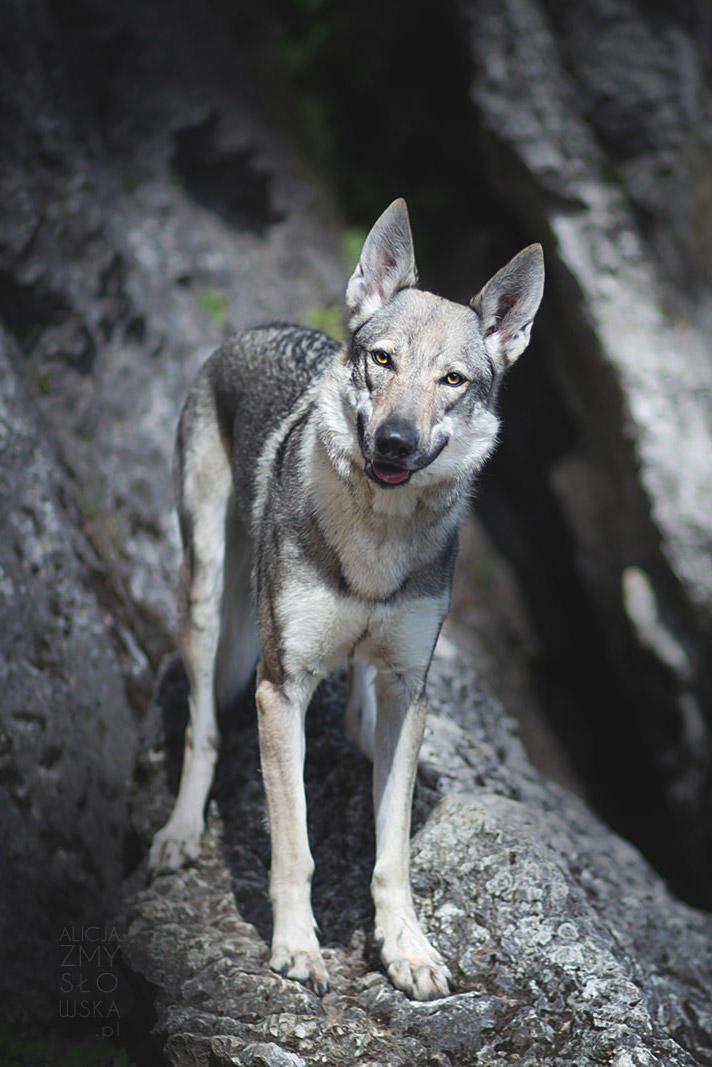 荣耀官宣赵明辞任 CEO，前华为悍将李健接任，将会对荣耀品牌产生哪些影响？