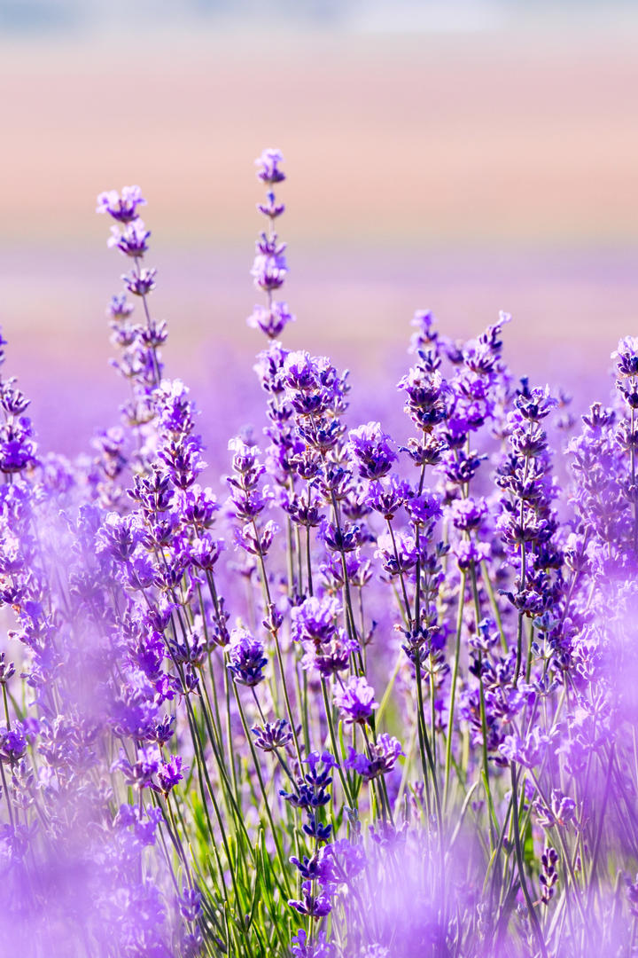 如何看待鸿蒙智行第五界尚界正式亮相？你对尚界有哪些期待？