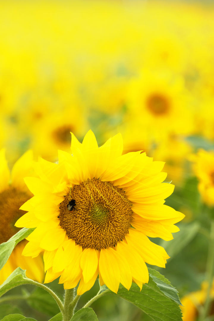 中国汽车“出海”撬动全球市场